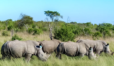 Lesetipp/BR: Weltweit einmalig - 120 Nashörner in Südafrika ausgewildert