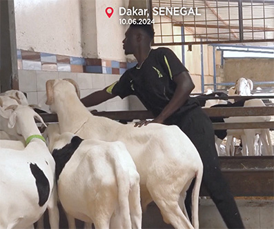 Videotipp/euronews: Ein Schaf für bis zu 65.000 Euro? Warum es das in Senegal gibt.